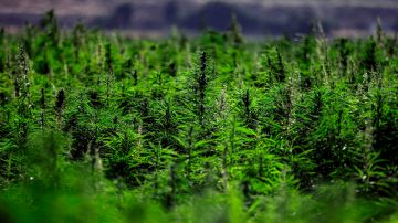 This picture taken on July 29, 2020 shows a view of cannabis plants in the village of Yamouneh in eastern Lebanon's Bekaa Valley. (Photo by JOSEPH EID / AFP) (Photo by JOSEPH EID/AFP via Getty Images)