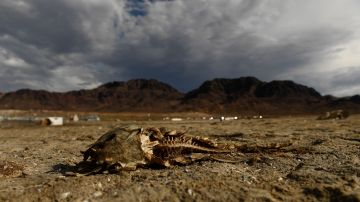 Sequía en Nevada deja al descubierto más restos humanos en pleno lago Mead