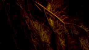 Incendio forestal de Laguna Niguel “devora” al menos 13 casas y arrasa la comunidad costera