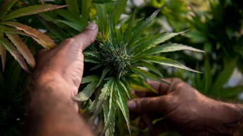 View of cannabis plants at the Medical Cannabis Research and Patient Support Association (APEPI) production farm in Paty dos Alferes, Rio de Janeiro state, Brazil on September 9, 2021. - Although the cultivation of cannabis is prohibited in Brazil, in 2016 lawyer Margarete Brito -founder of APEPI- and her husband Marcos Langenbach became the first Brazilians to get a judicial authorization for self-cultivation to alleviate the epileptic crisis of their daughter Sofia, now 12 years old. (Photo by MAURO PIMENTEL / AFP) (Photo by MAURO PIMENTEL/AFP via Getty Images)