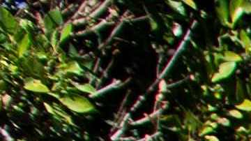 A Yellow Police tape blocks access to the 1100 block of Maytor place where Jacqueline Avant's house is at the top of the hill, in Beverly Hills , California on December 1, 2021. - The wife of the man known as the "Godfather of Black Music" was shot and killed Wednesday in a break-in at the couple's Beverly Hills home, US media reported. Jacqueline Avant died after being shot by a burglar, who also opened fire on a security guard, according to tabloid website TMZ. (Photo by VALERIE MACON / AFP) (Photo by VALERIE MACON/AFP via Getty Images)