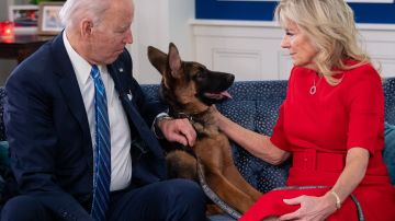 VIDEO: “Commander”, el adorable cachorro de los Biden, se adueña de la Casa Blanca
