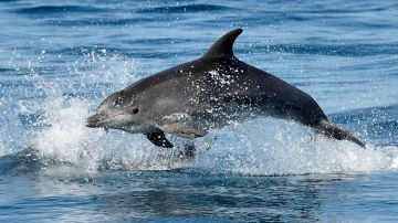 Los delfines pueden identificar a sus amigos probando su orina, según estudio