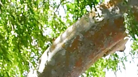 Los casos de COVID están aumentando en Los Ángeles.