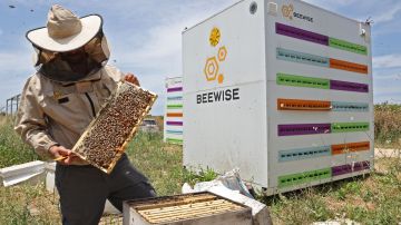 Crean en Israel colmenas robóticas para reducir la alarmante mortalidad de abejas