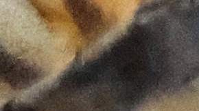 Hispano Texas muere asesinado por un enjambre gigante de abejas “buitre” cuando podaba un árbol