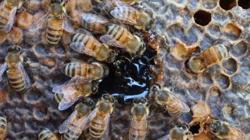 Hispano Texas muere asesinado por un enjambre gigante de abejas “buitre” cuando podaba un árbol