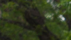 Autoridades rodean Robb Elementary School en Uvalde, Texas, donde ocurrió el tiroteo.