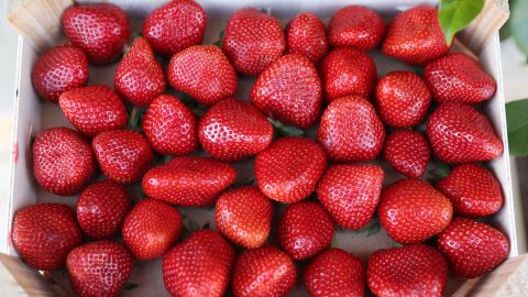 This photograph taken in Sandillon, central France, on 26 May 2022, shows strawberries being harvested at a farm. (Photo by Thomas COEX / AFP) (Photo by THOMAS COEX/AFP via Getty Images)