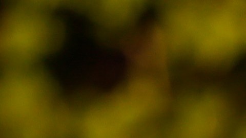 Arrestan a iraquí en EE.UU acusado de planear el asesinato del expresidente George W. Bush