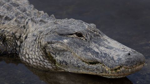 Un hombre en Florida buscaba frisbee y muere tras ataque de caimán