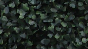 Machine Gun Kelly desata rumores sobre embarazo de Megan Fox, a la que ya llama "esposa"