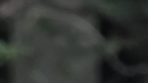 Tiroteo en Uvalde Texas Patrulla Fronteriza ICE