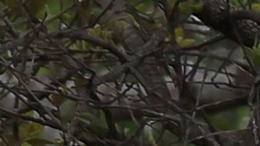 Niña víctima del tiroteo en Uvalde anhelaba volverse viral en TikTok, ahora su familia cumplirá su sueño