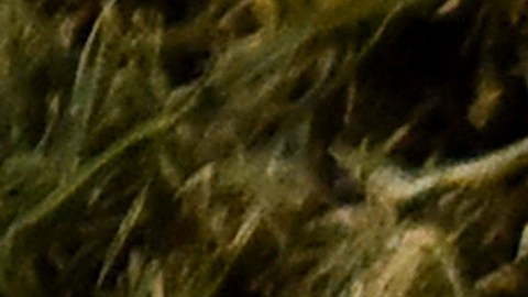 Descubren hebras de metal en dulces y anuncian retiro de caramelos en Canadá, Estados Unidos y México