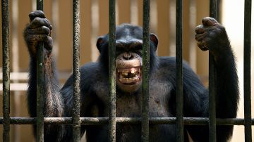 Se cumplen 20 años del aterrador ataque de “Frodo”, el chimpancé que se comió a una niña luego de arrebatársela a su madre