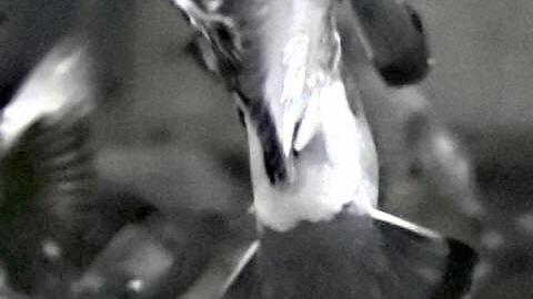 Pareja regresa a casa tras viaje y la encuentra infestada de pájaros, al estilo de Alfred Hitchcock