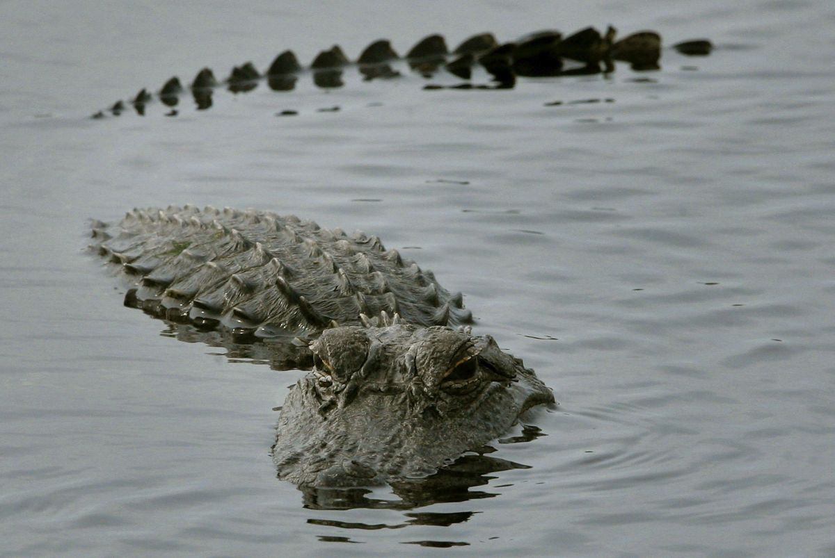 No es el primer avistamiento de cocodrilos en el río fronterizo, el animal de mayor tamaño fue captado en 219 entre Eagle Pass y Del Río, en Texas.