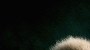 Alaska Ejército de EEUU Oso pardo