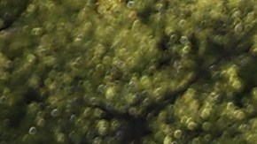 SACRAMENTO, CA - MARCH 22: California Highway Patrol officers confront a Black Lives Matter protester as he marches Interstate 5 during a demonstration on March 22, 2018 in Sacramento, California. Hundreds of protesters staged a demonstration against the Sacramento police department after two officers shot and killed Stephon Clark, an unarmed black man, in the backyard of his grandmother's house following a foot pursuit on Sunday evening. (Photo by Justin Sullivan/Getty Images)