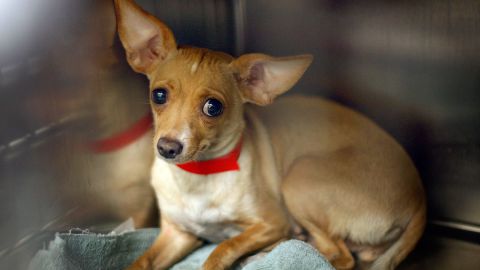 LOS ANGELES, CA - DECEMBER 15: A Chihuahua waits adoption at a Los Angeles Department of Animal Services shelter on December 15, 2009 in Los Angeles, California. Chihuahuas make up about a third of the dogs at many California shelters, so many that some shelters are shipping Chihuahuas to other states to find homes. A shelter in Oakland sent about 100 to Arizona, Oregon and Washington. Recently, a Los Angeles city shelter flew 25 Chihuahuas to Nashua, New Hampshire where all found homes within a day through the local Humane Society. Experts have blamed the glut of abandoned Chihuahuas in California on the influence of pop culture, a bad economy, puppy mills and backyard breeders. Fans sometimes abandon the dogs when they are no longer new and cute to them or when expensive vet bills start to add up. The tiny dogs are named for the Mexican state of Chihuahua. (Photo by David McNew/Getty Images)