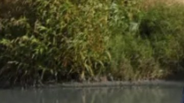 Muere niño migrante  en el Río Bravo; su hermano está desaparecido.