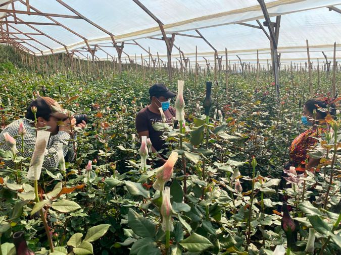 Del campo a las manos de una madre en Miami, el increíble viaje de las rosas guatemaltecas