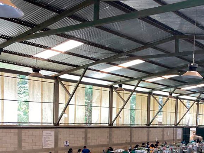 Del campo a las manos de una madre en Miami, el increíble viaje de las rosas guatemaltecas