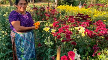 Del campo a las manos de una madre en Miami, el increíble viaje de las rosas guatemaltecas