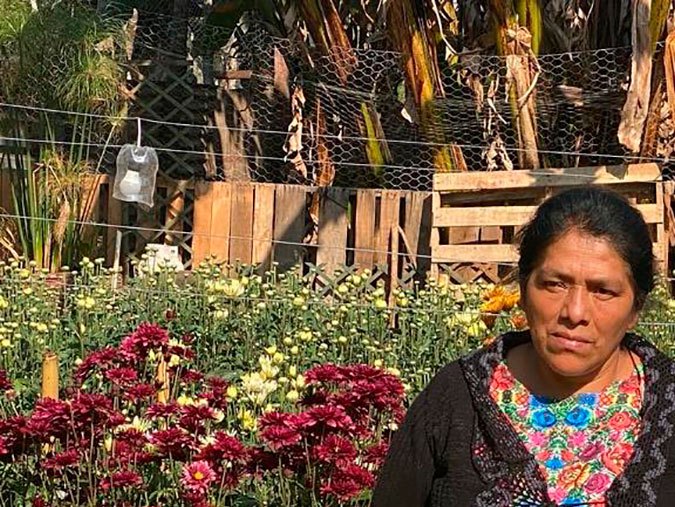 Del campo a las manos de una madre en Miami, el increíble viaje de las rosas guatemaltecas