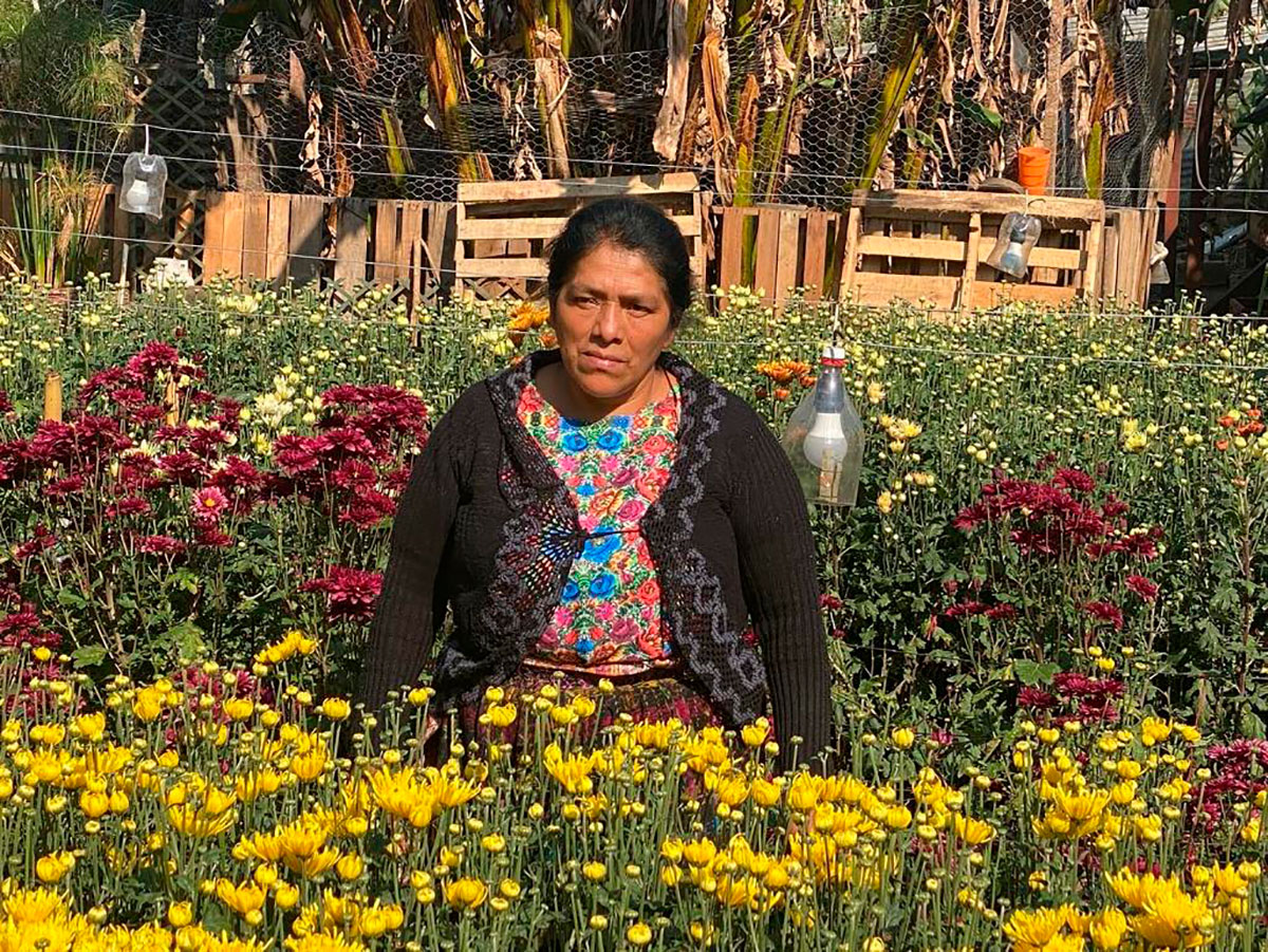 From the field to the hands of a mother in Miami, the incredible journey of Guatemalan roses