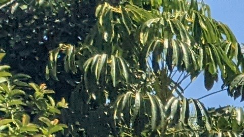 Inquilinos y miembros de ACCE frente a la casa en cuestión. (Jacqueline García/La Opinión)