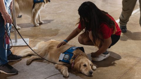 Perros de consuelo llegan a Uvalde para brindar apoyo tras tiroteo en escuela de Texas