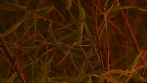 Propiedades de California bajo riesgo de incendios forestales se multiplicarán seis veces en 30 años