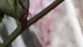 Salvador Ramos, pistolero de la escuela de Uvalde, era violento con las mujeres, afirman sus compañeros de clase