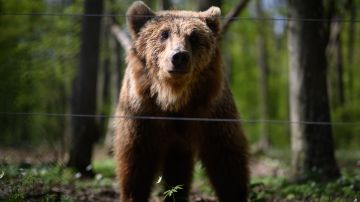 Soldado de EE.UU. muere atacado por un oso durante ejercicio de entrenamiento en Alaska