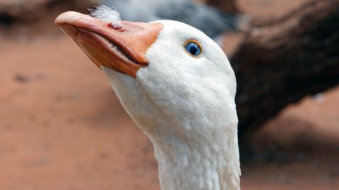 VIDEO Mamá corre 'topless' y en calzones para ahuyentar águila calva que atacó a su gansa mascota