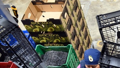 El precio del aguacate llega a máximos históricos en EE.UU.: la caja se vende hasta en $78 dólares