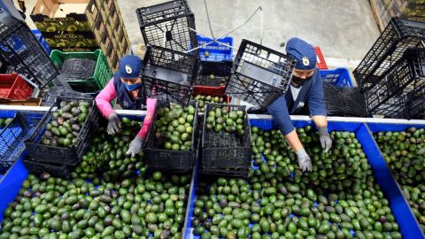 El precio del aguacate llega a máximos históricos en EE.UU.: la caja se vende hasta en $78 dólares