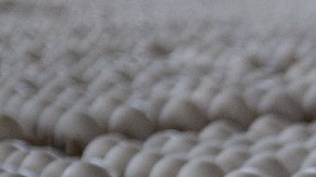 Predicen un aumento de hasta 20% en 2022: la gripe aviar diezma la población de aves ponedoras en las granjas de EE.UU.