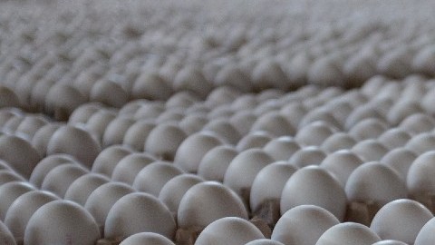 Predicen un aumento de hasta 20% en 2022: la gripe aviar diezma la población de aves ponedoras en las granjas de EE.UU.