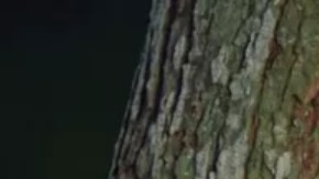 A la influencer india ER Yamini le gustaría permanecer neutral,, pero en Twitter una cuenta que usa su imagen apoya a Vladimir Putin.