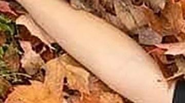 Asesinato agresión sexual Wisconsin Chippewa Fall