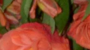 Pablo Montero | Mezcalent.