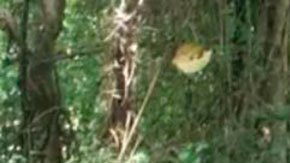 El Camino de Peabirú: la antigua y misteriosa ruta indígena de miles de kilómetros que conecta el Atlántico con el Pacífico