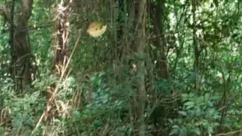 El Camino de Peabirú: la antigua y misteriosa ruta indígena de miles de kilómetros que conecta el Atlántico con el Pacífico