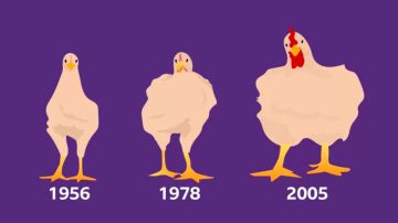 Cómo el pCómo el pollo que comes aumentó de tamaño un 400% en 50 añosollo que comes aumentó de tamaño un 400% en 50 años
