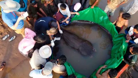 Descubren el pez de agua dulce más grande del mundo: una raya de 300 kilos