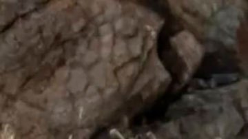 La respuesta de Putin a las mofas de los líderes del G7 por sus fotos sin camisa