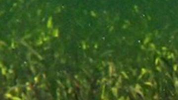 Descubren en Australia la planta "más grande conocida en la Tierra": tiene 180 km de largo